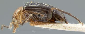 Media type: image; Entomology 18404   Aspect: habitus lateral view